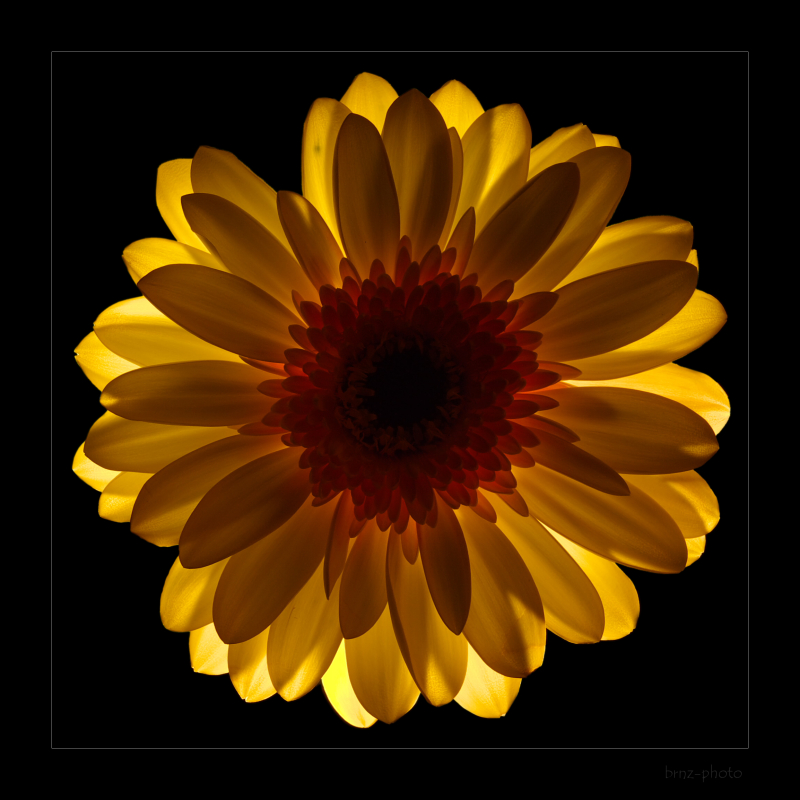 gerbera s rámikom štvorec zmenšená.jpg
